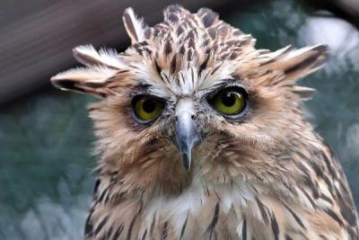 Прикрепленное изображение: prikolnullnaa_fotopodborka_10.jpg